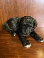 Cindy, a female Poodle - Toy  for sale in Homerville, GA – Photo 1 of 5