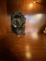 Cindy, a female Poodle - Toy  for sale in Homerville, GA – Photo 5 of 10