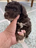 Tilly, a female Poodle - Toy  for sale in Homerville, GA – Photo 3 of 6