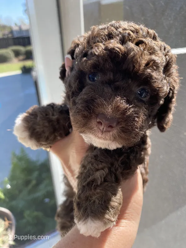 Tilly – Poodle - Toy  puppy for sale in Homerville, GA