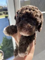 Tilly, a female Poodle - Toy  for sale in Homerville, GA – Photo 1 of 6