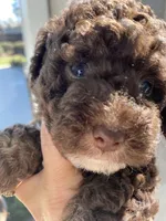 Tilly, a female Poodle - Toy  for sale in Homerville, GA – Photo 2 of 6