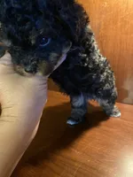 Zora, a female Poodle - Toy  for sale in Homerville, GA – 4 of 10