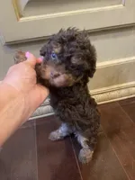 Ziggy, a female Poodle - Toy  for sale in Homerville, GA – 6 of 6