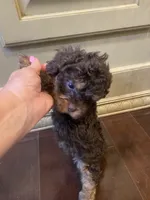 Ziggy, a female Poodle - Toy  for sale in Homerville, GA – 5 of 6