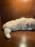 Zoey, a female Poodle - Toy  for sale in Homerville, GA – 2 of 6