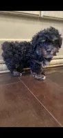 Zora, a female Poodle - Toy  for sale in Homerville, GA – 10 of 10