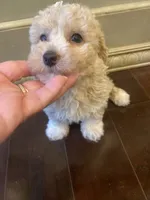 Zoey, a female Poodle - Toy  for sale in Homerville, GA – 5 of 6