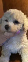 Zoey, a female Poodle - Toy  for sale in Homerville, GA – 6 of 6
