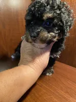 Zora, a female Poodle - Toy  for sale in Homerville, GA – 6 of 10