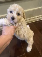 Zoey, a female Poodle - Toy  for sale in Homerville, GA – 4 of 6
