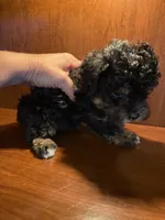 Zora, a female Poodle - Toy  for sale in Homerville, GA – 3 of 10