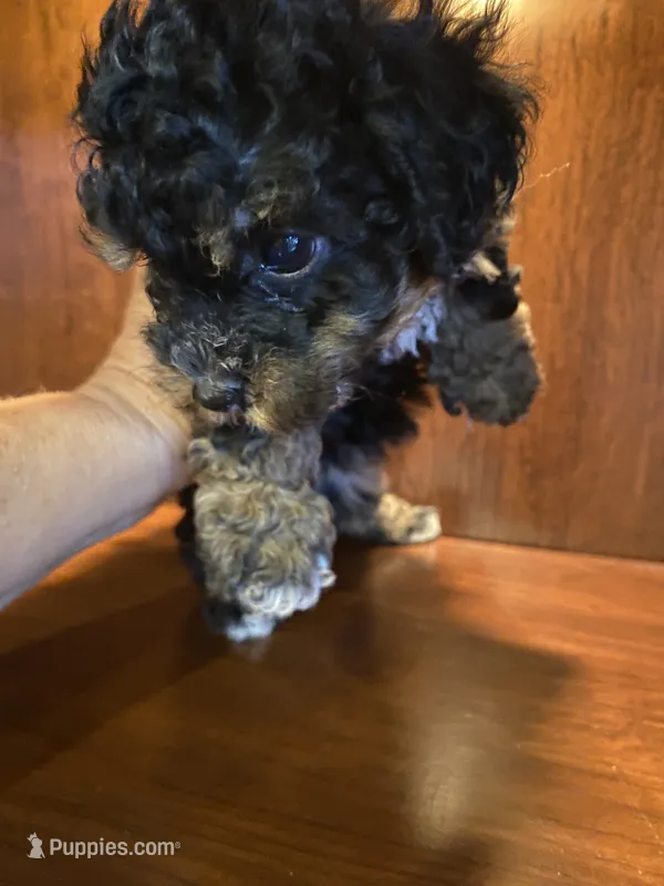 Zora – Poodle - Toy  puppy for sale in Homerville, GA
