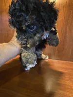 Zora, a female Poodle - Toy  for sale in Homerville, GA – 1 of 10