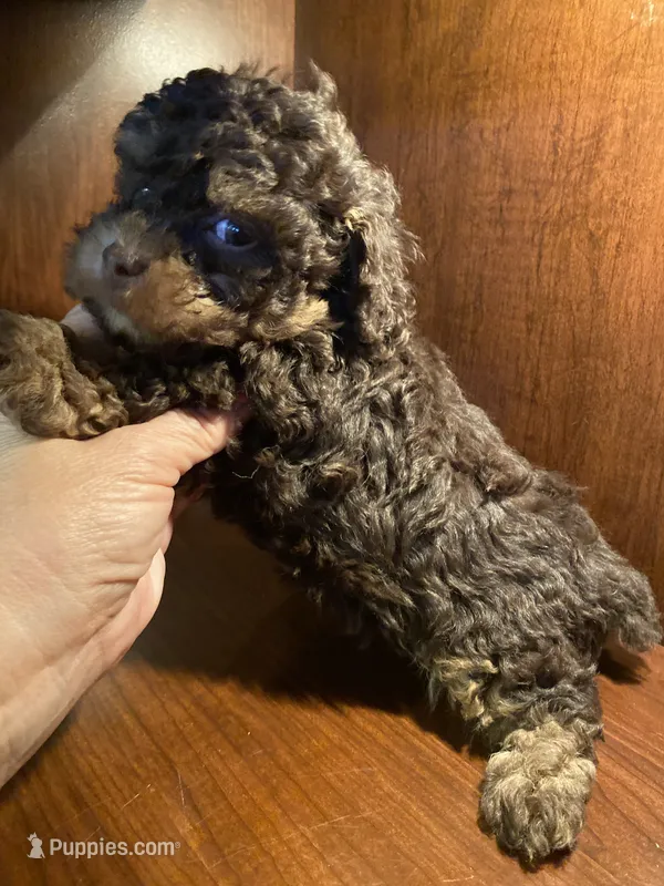 Ziggy – Poodle - Toy  puppy for sale in Homerville, GA