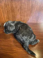 Sally, a female Shihpoo for sale in Homerville, GA – Photo 7 of 7