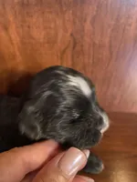 Sally, a female Shihpoo for sale in Homerville, GA – Photo 4 of 7