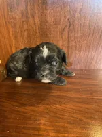 Sally, a female Shihpoo for sale in Homerville, GA – Photo 6 of 7