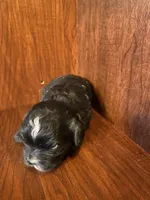 Sally, a female Shihpoo for sale in Homerville, GA – Photo 3 of 7