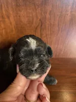 Sally, a female Shihpoo for sale in Homerville, GA – Photo 5 of 7