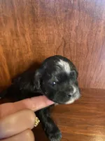 Sally, a female Shihpoo for sale in Homerville, GA – Photo 2 of 7