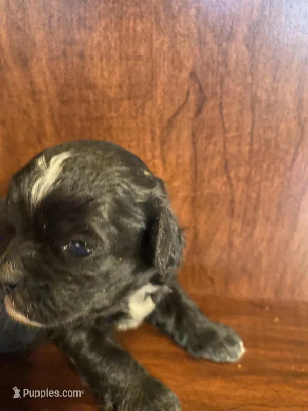 Sally – Shihpoo puppy for sale in Homerville, GA
