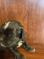 Sally, a female Shihpoo for sale in Homerville, GA – Photo 1 of 7