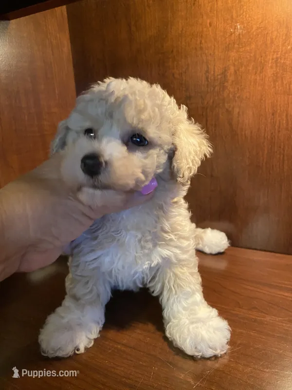 Zoey – Poodle - Toy  puppy for sale in Homerville, GA