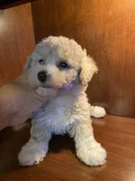 Zoey, a female Poodle - Toy  for sale in Homerville, GA – 1 of 6