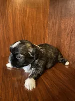 Pinkie, a male Shih Tzu for sale in Homerville, GA – Photo 3 of 7