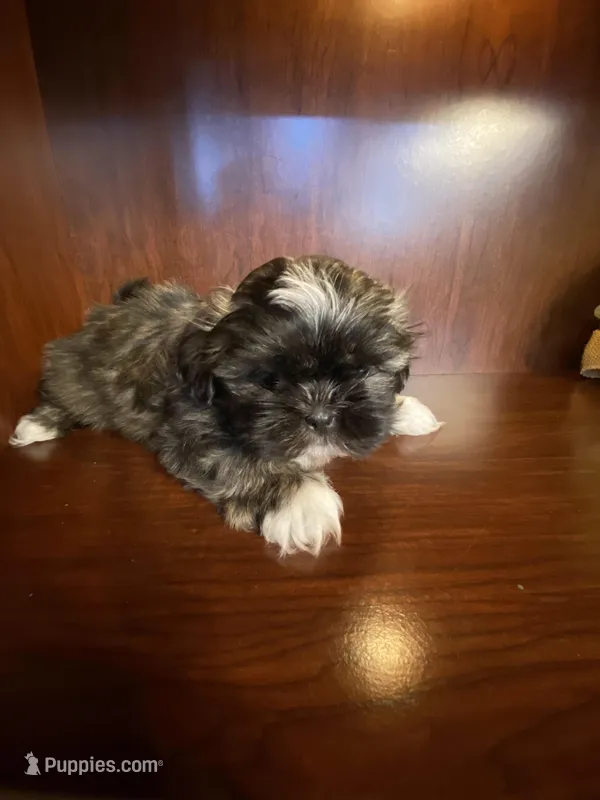 Pinkie – Shih Tzu puppy for sale in Homerville, GA