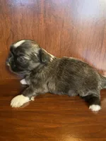 Pinkie, a male Shih Tzu for sale in Homerville, GA – Photo 7 of 7