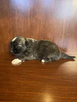 Pinkie, a male Shih Tzu for sale in Homerville, GA – Photo 5 of 7