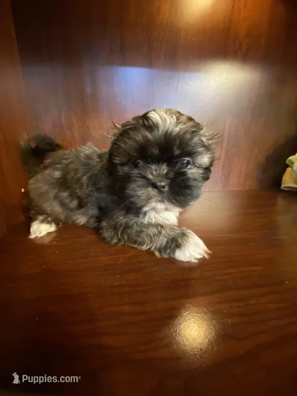 Pinkie – Shih Tzu puppy for sale in Homerville, GA