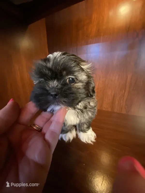 Pinkie – Shih Tzu puppy for sale in Homerville, GA