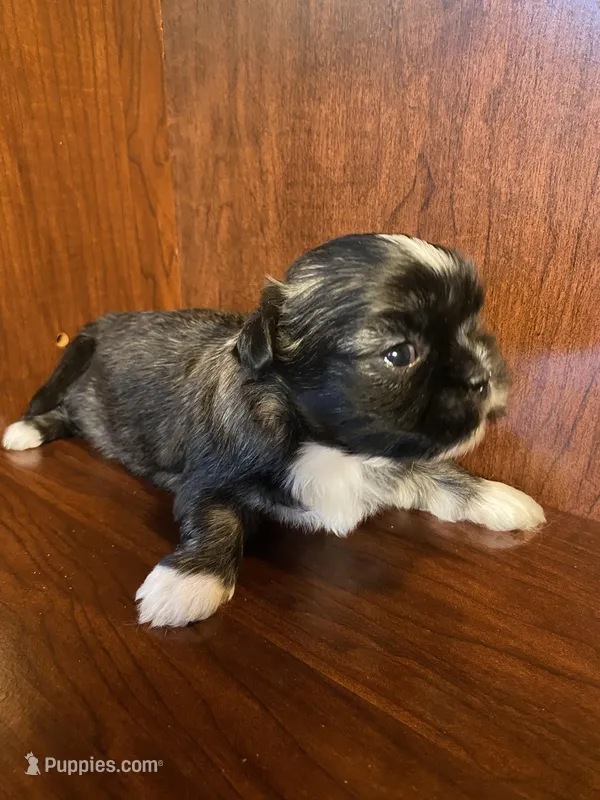 Pinkie – Shih Tzu puppy for sale in Homerville, GA