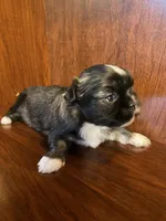 Pinkie, a male Shih Tzu for sale in Homerville, GA – Photo 1 of 7