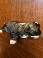 Pinkie, a male Shih Tzu for sale in Homerville, GA – Photo 6 of 7