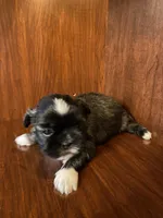 Pinkie, a male Shih Tzu for sale in Homerville, GA – Photo 2 of 7