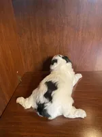 Clarice, a female Poodle - Toy  for sale in Homerville, GA – Photo 3 of 4