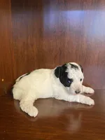 Clarice, a female Poodle - Toy  for sale in Homerville, GA – Photo 4 of 4