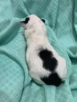 Clarice, a female Poodle - Toy  for sale in Homerville, GA – Photo 5 of 5