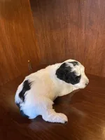 Clarice, a female Poodle - Toy  for sale in Homerville, GA – Photo 2 of 4