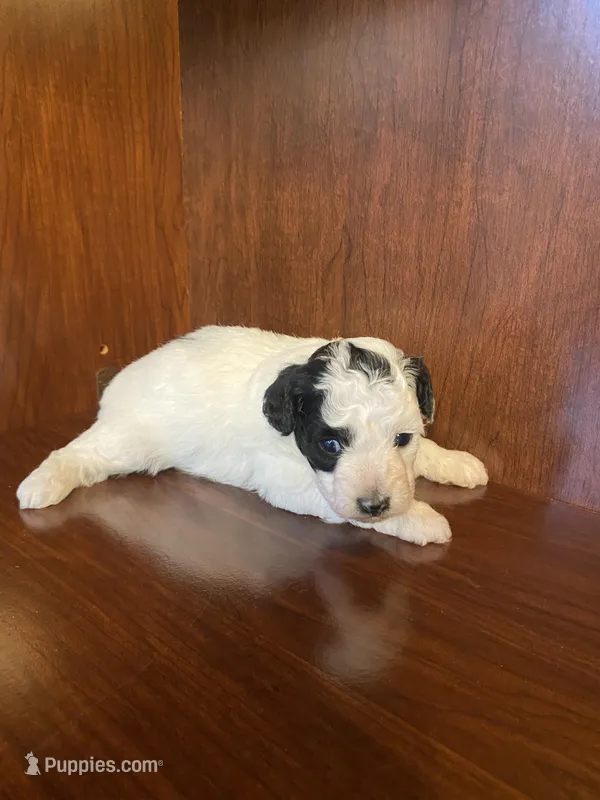 Clarice – Poodle - Toy  puppy for sale in Homerville, GA