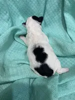 Clarice, a female Poodle - Toy  for sale in Homerville, GA – Photo 3 of 5