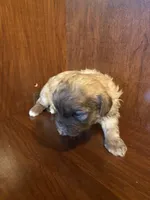 Sam, a male Shihpoo for sale in Homerville, GA – Photo 7 of 8