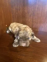 Sam, a male Shihpoo for sale in Homerville, GA – Photo 6 of 8