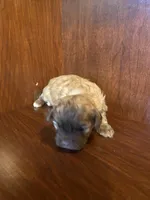 Sam, a male Shihpoo for sale in Homerville, GA – Photo 8 of 8