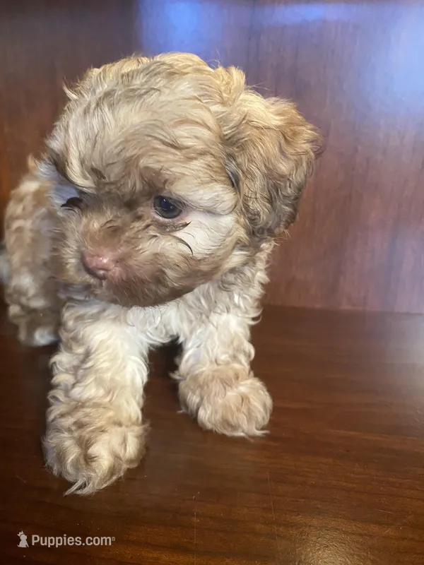 Sam – Shihpoo puppy for sale in Homerville, GA