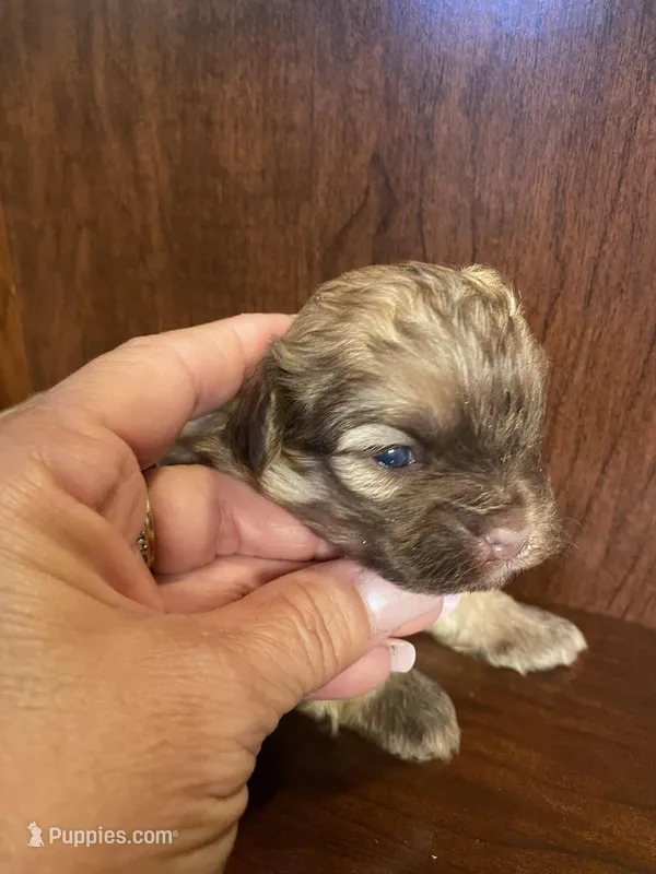 Sam – Shihpoo puppy for sale in Homerville, GA